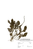 藏品(黃鵪菜)的圖片